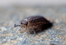 pest control service