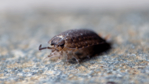 pest control service