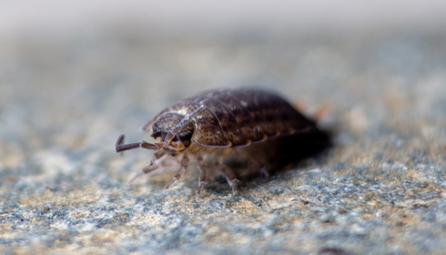 pest control service