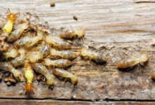 Huntsville pest control