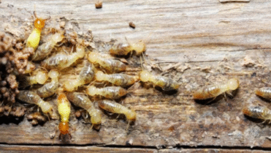 Huntsville pest control