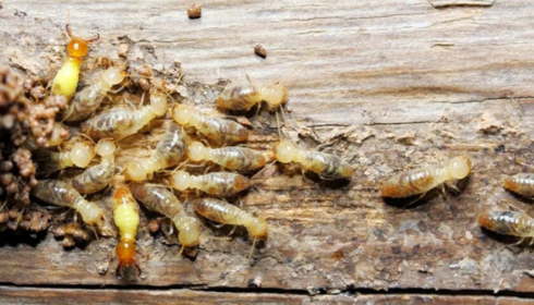 Huntsville pest control